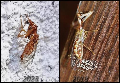 Réf. 325 457 : Mantispa styriaca